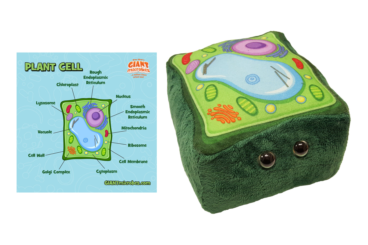 Plant Cell