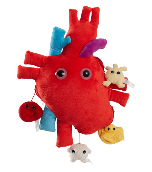 XL Heart (Heart Organ) XL Size With Minis