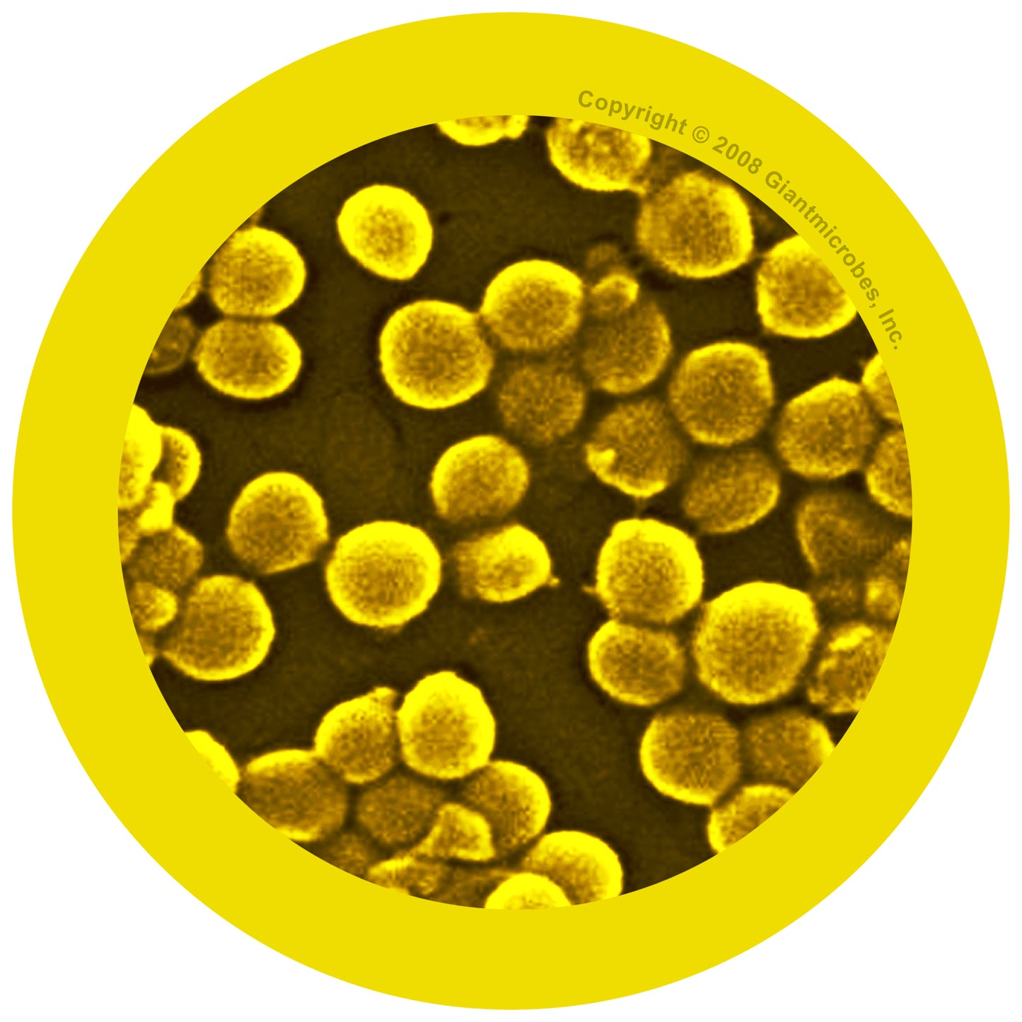 MRSA  (Methicillin-Resistant Staphylococcus Aureus) key chain
