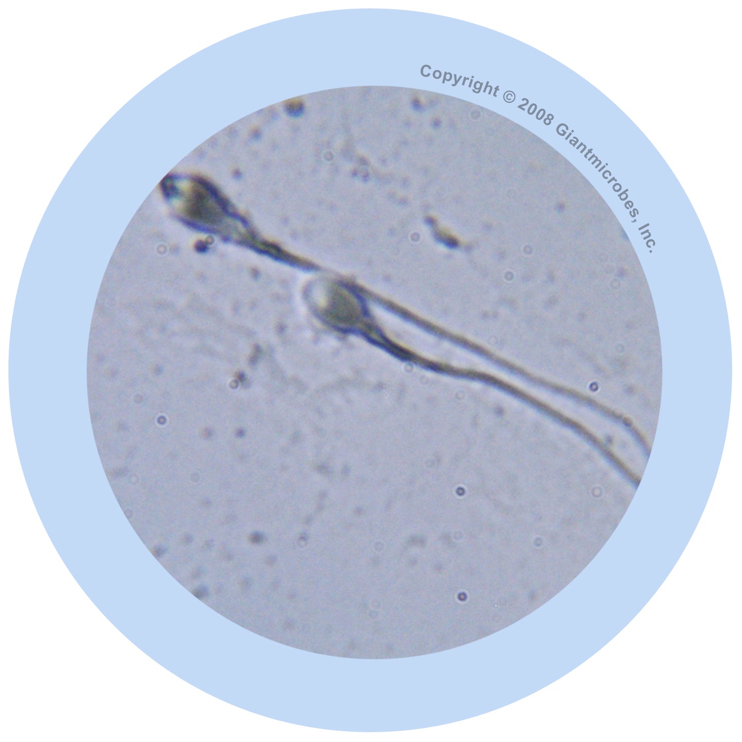 Sperm Cell  (Spermatozoon)