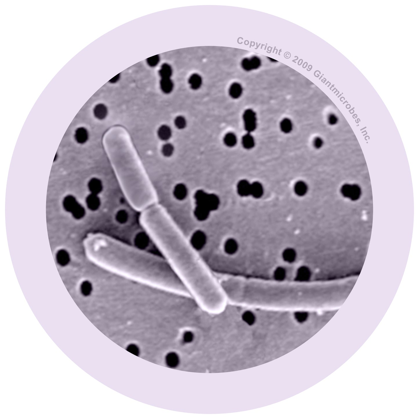 Yogurt (Lactobacillus Bulgaricus)