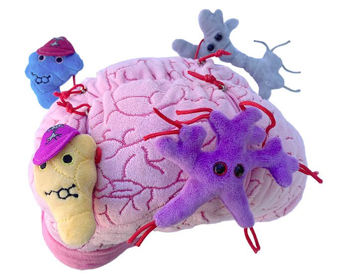 Deluxe Brain with With Hidden Cells & Neurotransmitters