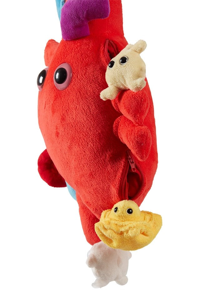 XL Heart (Heart Organ) XL Size With Minis