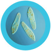 Paramecium (Paramecium Caudatum)