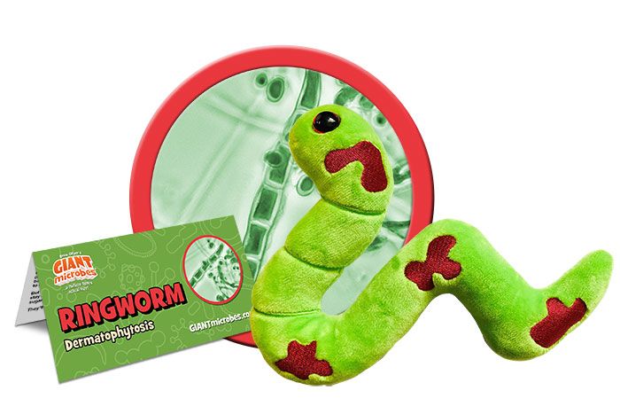 Ringworm (Dermatophytosis) – Giant Microbes Canada