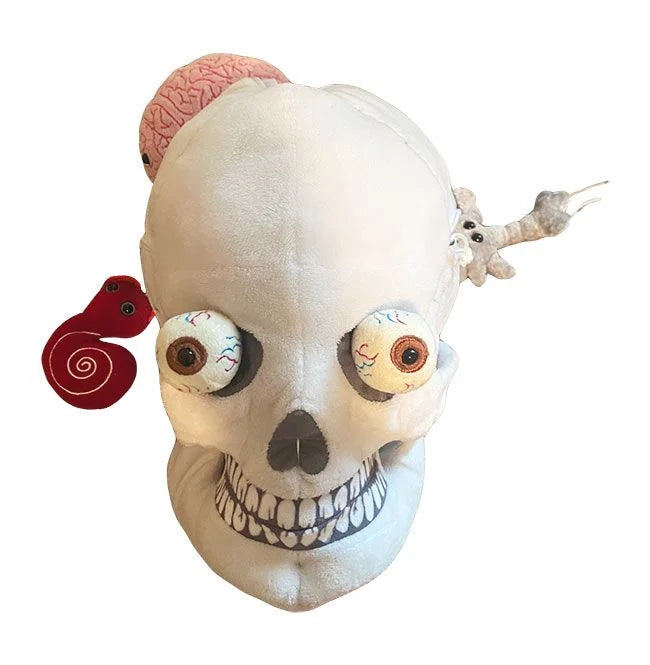 Deluxe Skull with With Hidden Organs