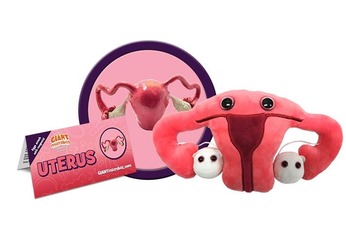 Uterus